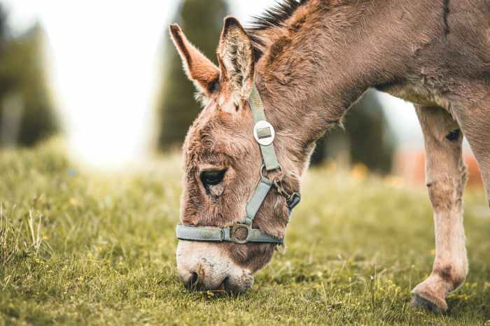 Séances de Trame animale dans la Somme